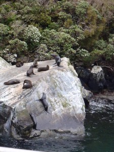 Fur Seals