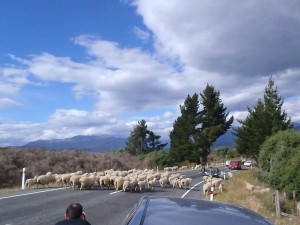 Kiwi Traffic Jam