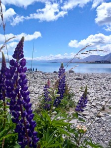 LakeTekapo - Wild Flowers