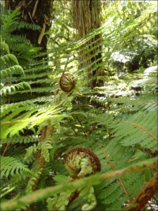 Random Tramp - an NZ Fern