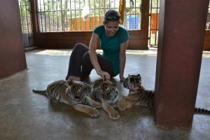 The 7 week old Tiger Cubs