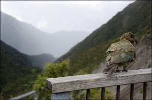 Kea - The Milford Drive