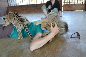 Tackled by Tiger cubs