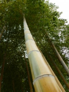 Imperial Bamboo