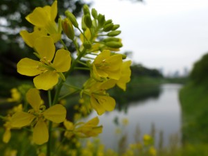 Along the Imperial Moat