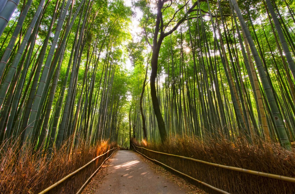 Bamboo Forrest